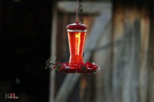 How to Thaw Hummingbird Feeder: Move It Indoors!