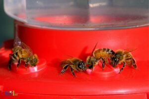 Hummingbird Feeder Bee Guard Replacement Tips: Effective!
