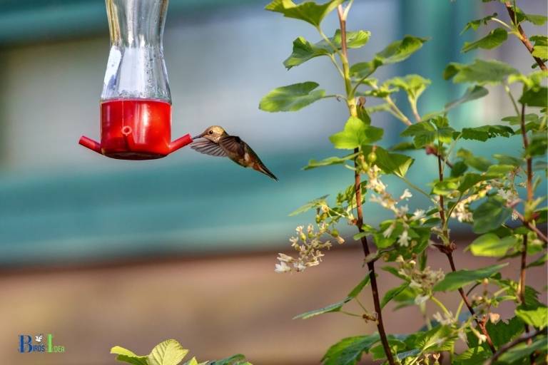 Hummingbird Feeder What To Put In It Homemade Nectar   Hummingbird Feeder What To Put In It 