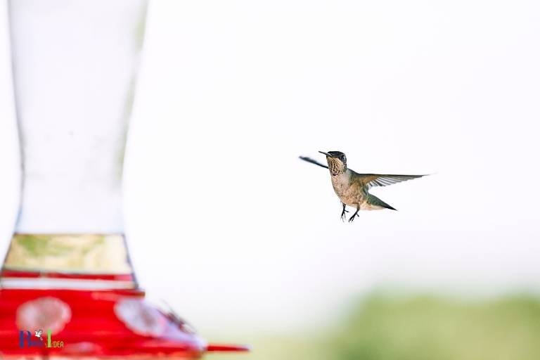 hummingbird when to start feeding