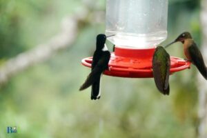 Hummingbird Will Not Leave Feeder: Perceived Safety!