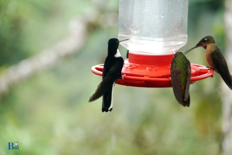 hummingbird will not leave feeder