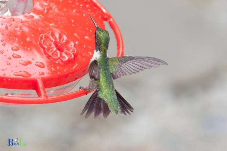 my hummingbird feeder is cloudy