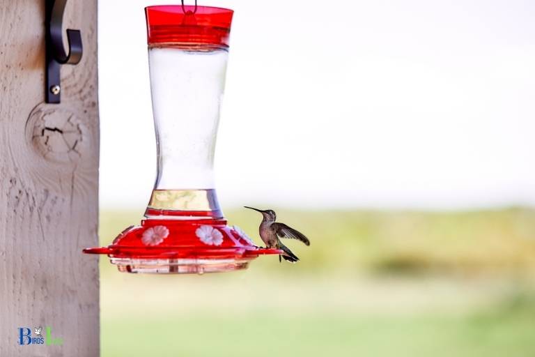 what to do with hummingbird feeder while on vacation