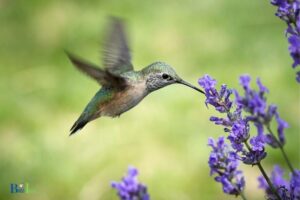 What Type Symbiosis Hummingbird Feed on Nectar from Flower