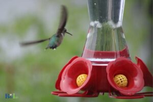 When Do Hummingbirds Feed The Most?