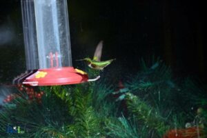 When Do Hummingbirds Stop Feeding at Night?
