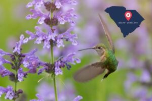 When Do You Stop Feeding Hummingbirds in South Carolina?