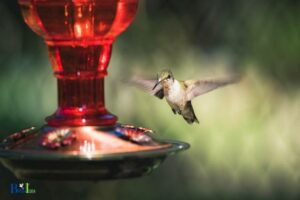 When Do You Take Down Hummingbird Feeders In Nc?