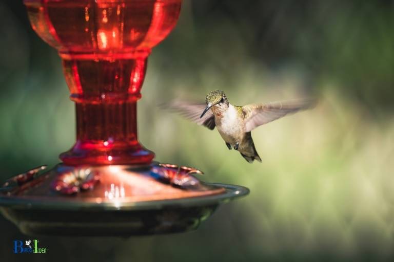 when do you take down hummingbird feeders in nc