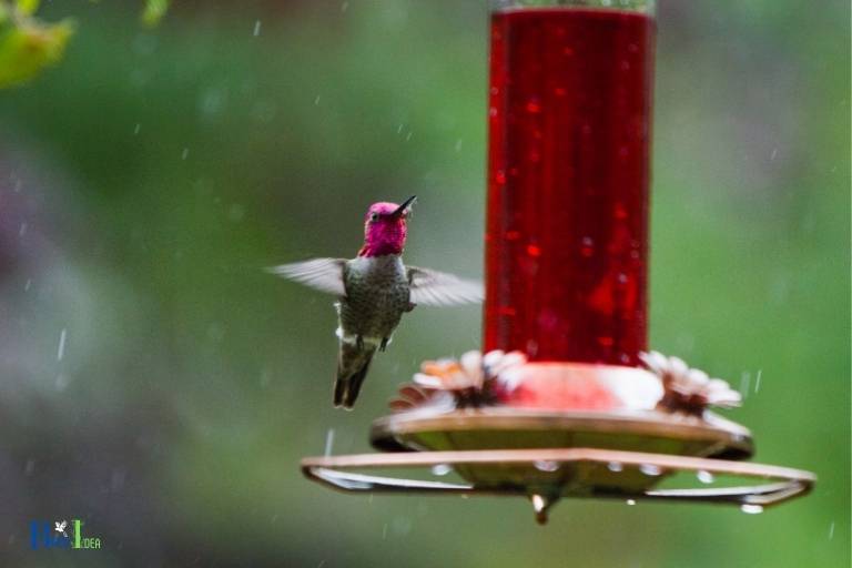 when should you take down hummingbird feeders in tennessee