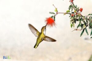 When to Feed Hummingbirds in Alabama: Mar-Oct
