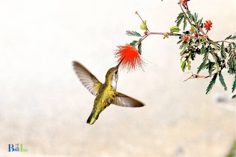 when to feed hummingbirds in alabama