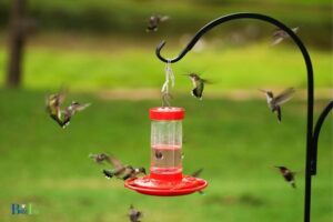 When to Fill Hummingbird Feeders in Texas: Mar-Oct!
