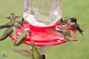 When To Put Out Hummingbird Feeders In Colorado?