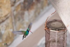 When to Put Out Hummingbird Feeders in Ct: Apr-May