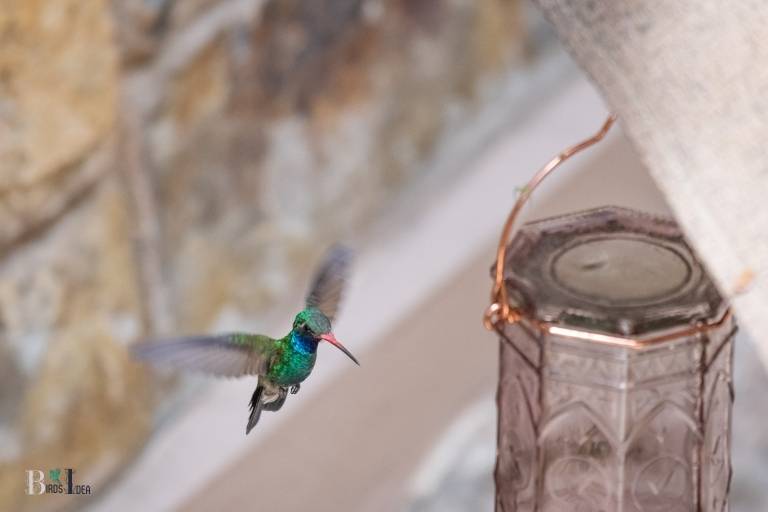when to put out hummingbird feeders in ct