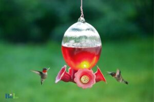 When To Put Out Hummingbird Feeders In Kentucky?