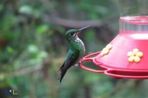 When To Put Out Hummingbird Feeders In Maryland?