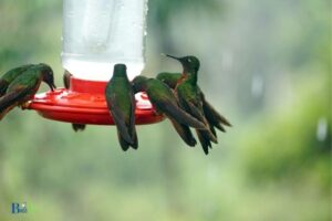 When To Put Out Hummingbird Feeders In Massachusetts?