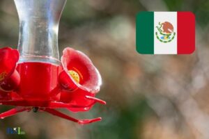 When to Put Out Hummingbird Feeders in New Mexico: M-A