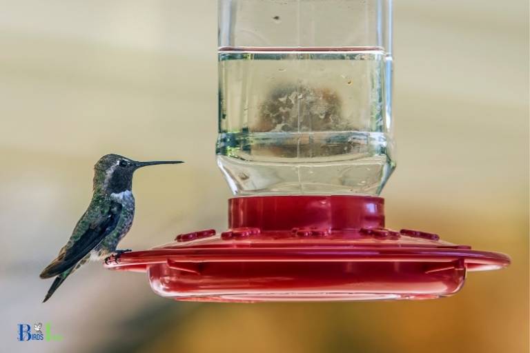 when to put out hummingbird feeders in new york