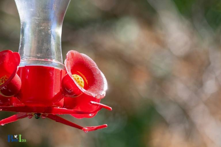 when to put out hummingbird feeders in wisconsin