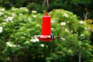 When to Take down Hummingbird Feeders in Pa: Sep-Oct!