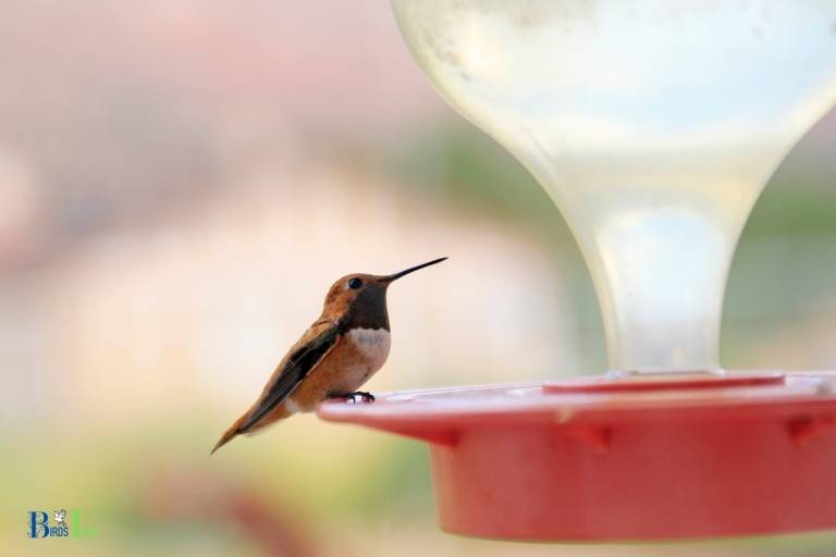 when to take in hummingbird feeders