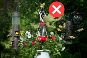 Why Do Hummingbirds Stop Coming To Feeders? 10 Reason!