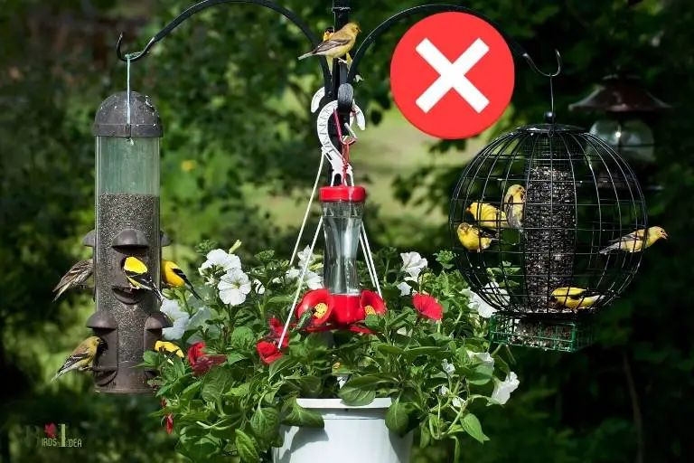why do hummingbirds stop coming to feeders