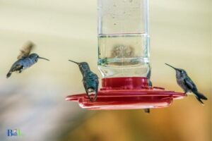 why does one hummingbird guard the feeder