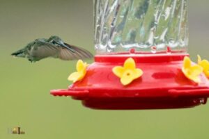 Will Hummingbirds Feed Near Other Birds: Yes, 7 Species!