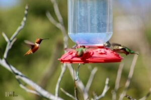 Will More Than One Hummingbird Feed at the Same Time: Yes