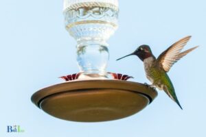 Can I Use Distilled Water to Make Hummingbird Food? Yes!