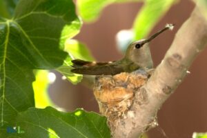 Do Fake Wasp Nests Scare Hummingbirds? No!