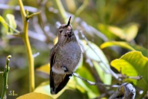 do female hummingbirds make noise 1