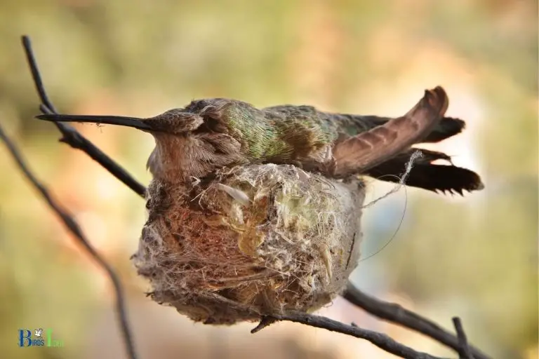 do hummingbird families stay together