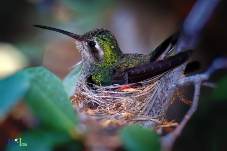 do hummingbirds destroy their nests