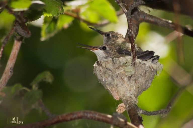 Do Hummingbirds Disappear While Nesting? Yes!