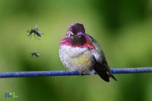 Do Hummingbirds Keep Mosquitoes Away: Yes!