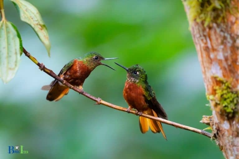 do hummingbirds make a mess