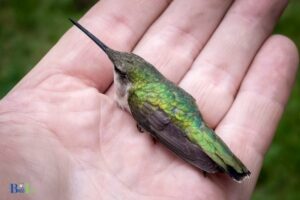Do Hummingbirds Make Good Pets? No!