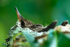 Do Hummingbirds Nest in Kansas: Yes!