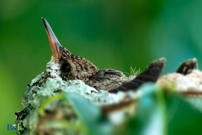 do hummingbirds nest in kansas