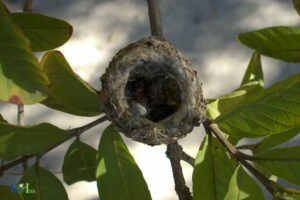Do Hummingbirds Reuse Their Nests? Yes!