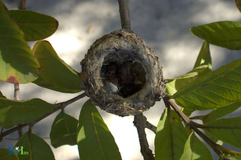 do hummingbirds reuse their nests