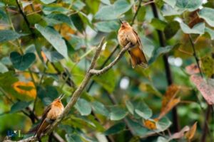 Do Hummingbirds Sleep Together at Night: No!