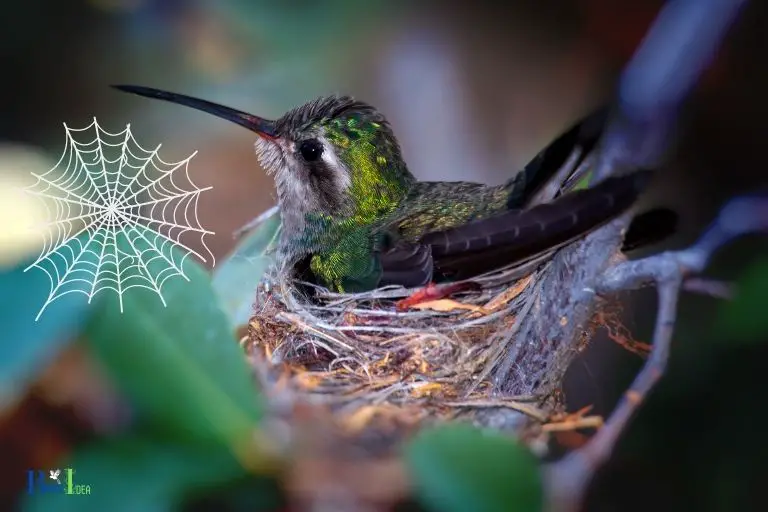 do hummingbirds use spider webs in their nests