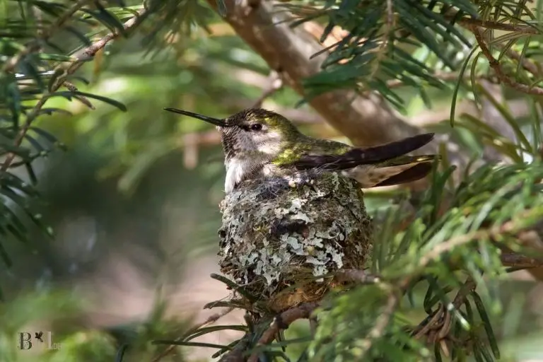 do male hummingbirds sit on the nest